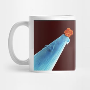 16-cell human embryo on a pin, SEM (P680/0366) Mug